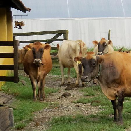 クーニャ Chalet Da Hortensiasヴィラ エクステリア 写真