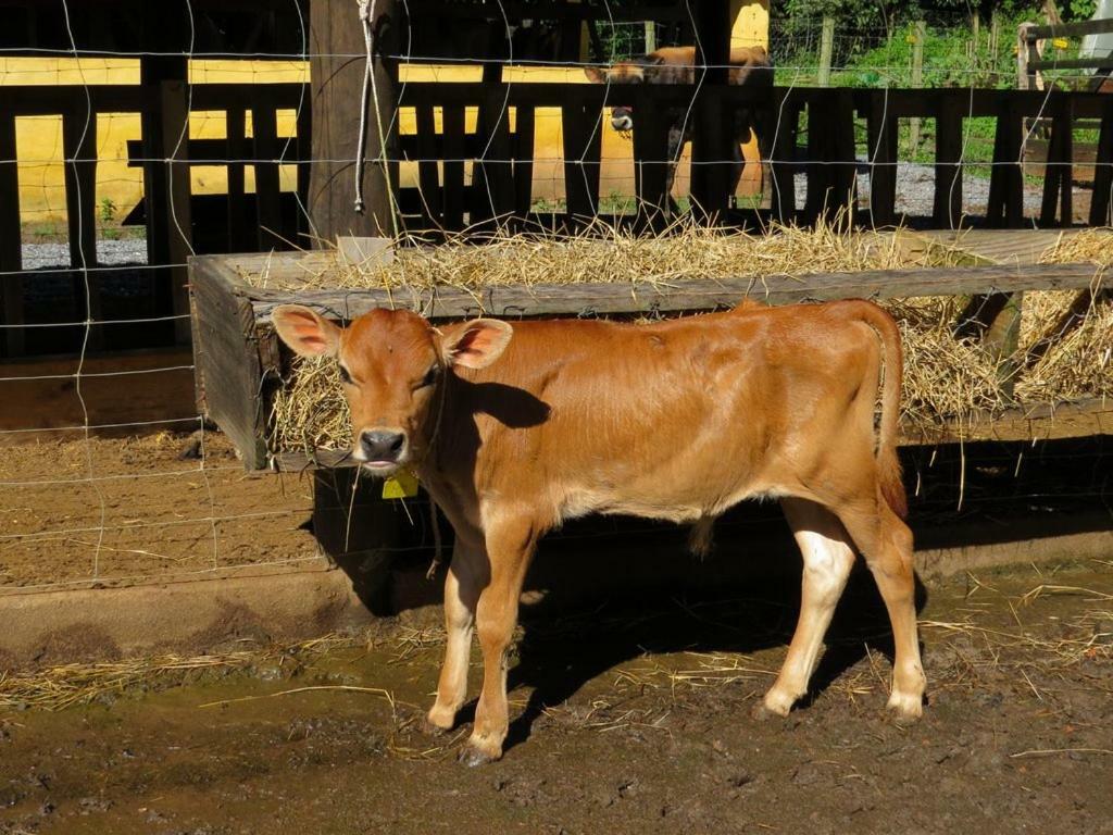 クーニャ Chalet Da Hortensiasヴィラ エクステリア 写真